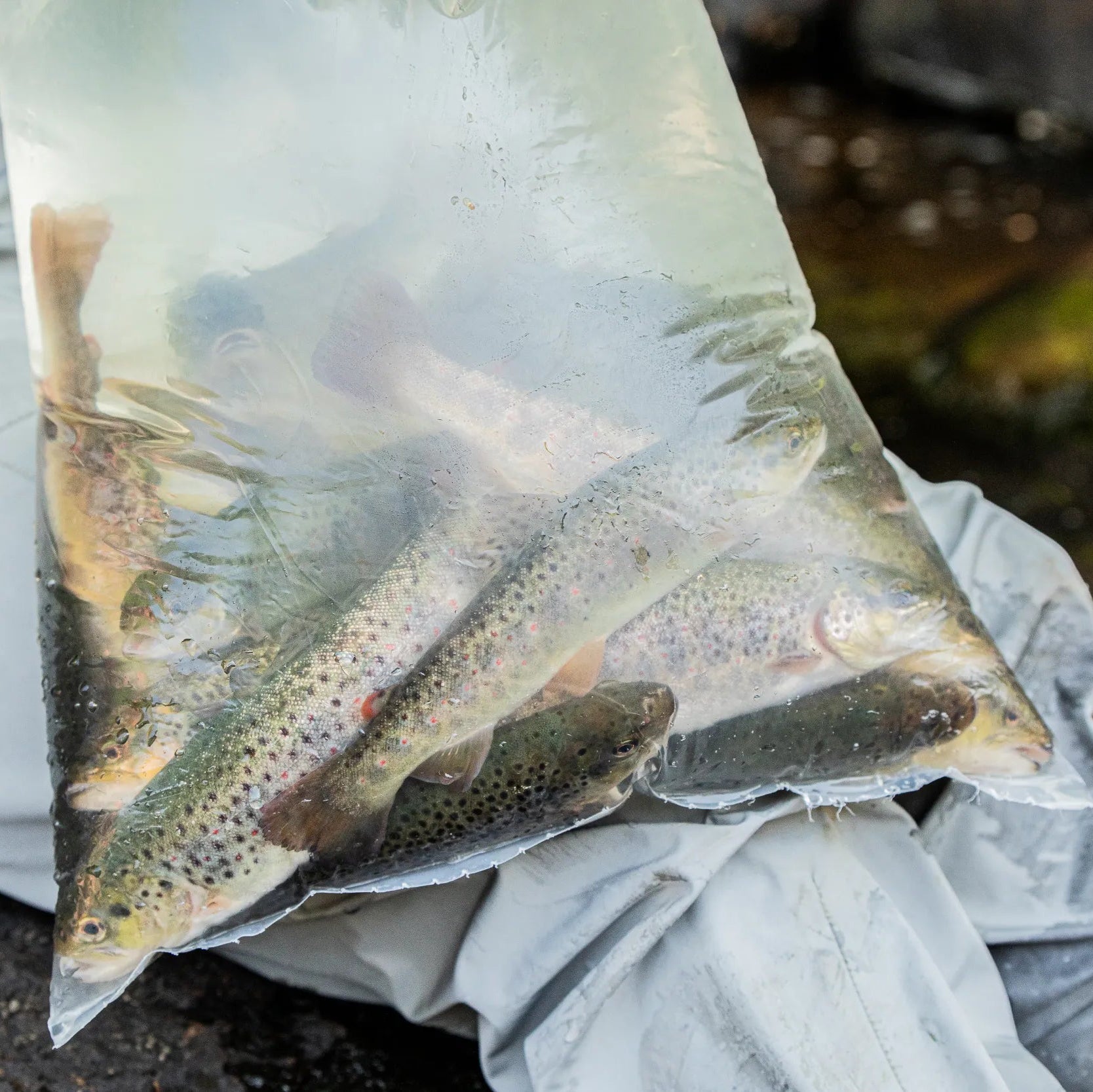 Introductory Day – Devil's River, Laurentians